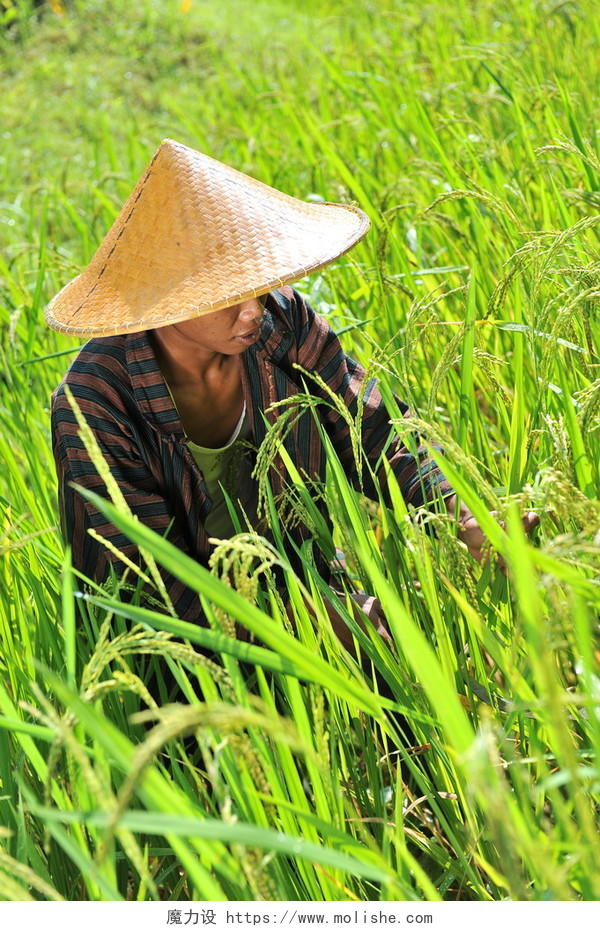 有机农夫工作和水田里收割稻子辛苦工作